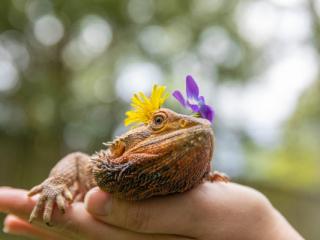 bearded dragon lizard with flowers on its head