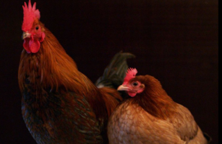 Image of Chickens