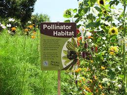 Pollinator Habitat