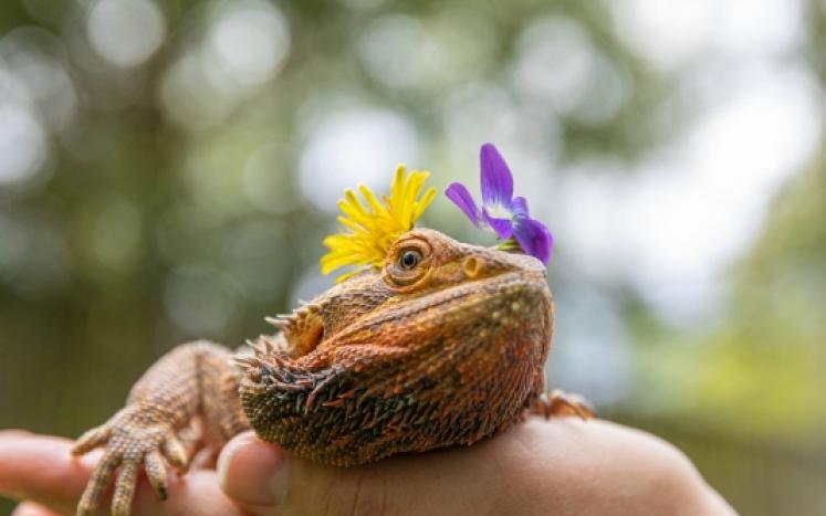 bearded dragon lizard with flowers on its head