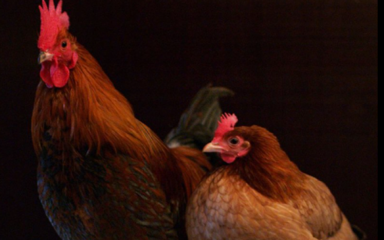 Image of Chickens